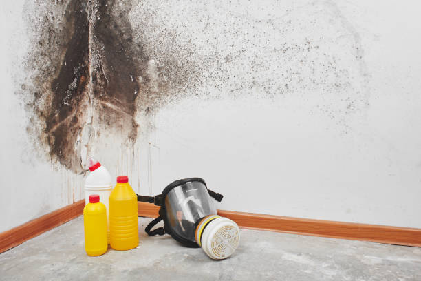 Best Toxic Mold Removal  in New Lexington, OH