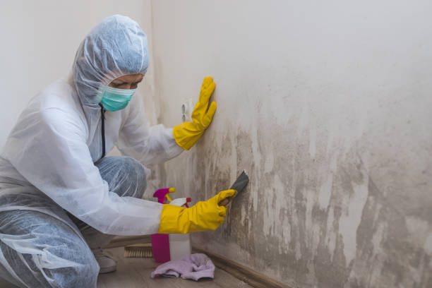 Best Emergency Mold Removal  in New Lexington, OH