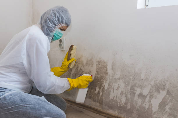 Best Certified Mold Removal  in New Lexington, OH