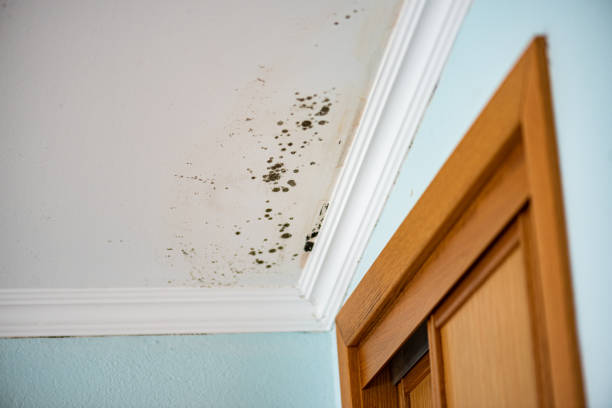 Best Professional Mold Removal  in New Lexington, OH