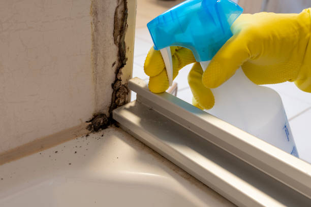 Best Commercial Mold Removal  in New Lexington, OH