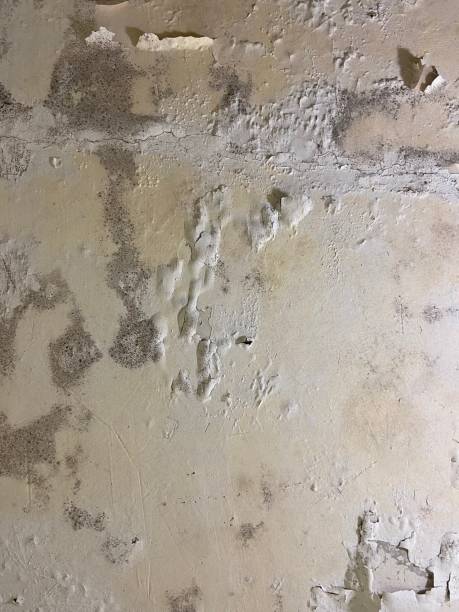 Best Mold Damage Repair  in New Lexington, OH